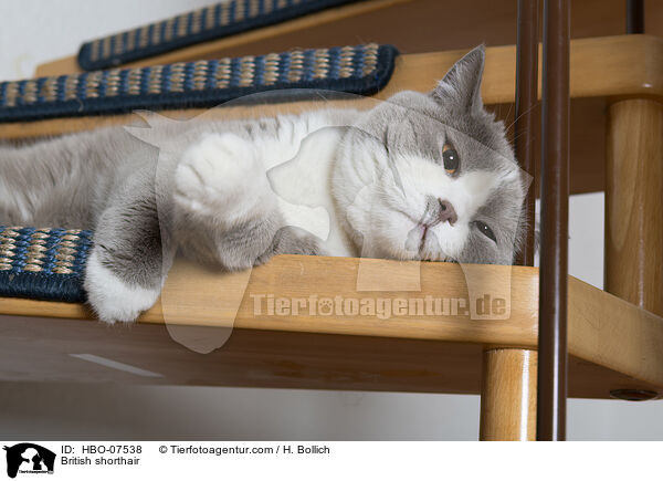 Britisch Kurzhaar / British shorthair / HBO-07538