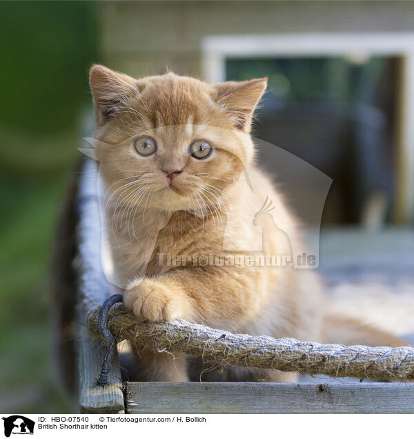 Britisch Kurzhaar Ktzchen / British Shorthair kitten / HBO-07540