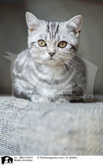 Britisch Kurzhaar / British shorthair / HBO-07601