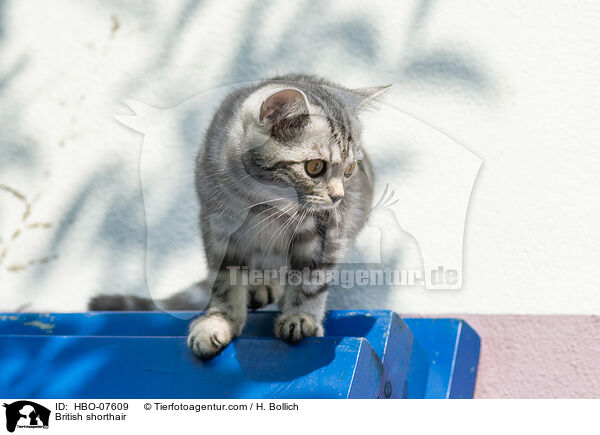 Britisch Kurzhaar / British shorthair / HBO-07609