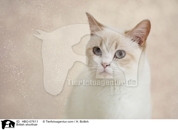 Britisch Kurzhaar / British shorthair / HBO-07611