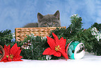 British Shorthair Kitten at christmas