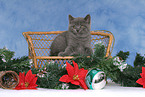 British Shorthair Kitten at christmas
