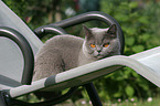 british shorthair on deckchair