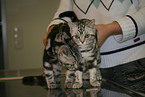 cats at vet