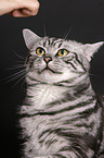 british shorthair tomcat portrait
