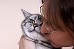 british shorthair tomcat