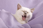 british shorthair kitten