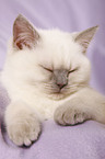 british shorthair kitten