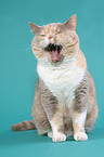 gaping British Shorthair