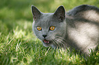 British Shorthair portrait