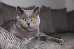 lying British Shorthair