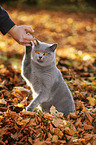 British Shorthair shows trick