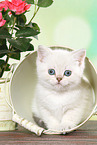 lying British Shorthair Kitten