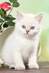 sitting British Shorthair Kitten