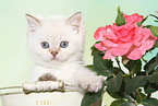 British Shorthair Kitten Portrait