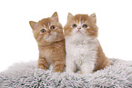 British Shorthair and Highlander Kitten