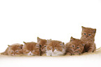 British Shorthair and Highlander Kitten