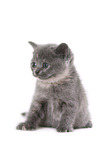British Shorthait Kitten