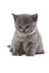 British Shorthait Kitten
