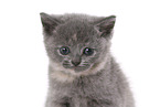 British Shorthait Kitten