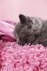 British Shorthair Kitten