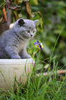 British Shorthair Kitten