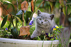 British Shorthair Kitten
