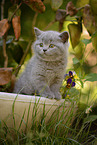 British Shorthair Kitten