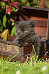 British Shorthair Kitten
