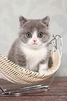sitting British Shorthair Kitten