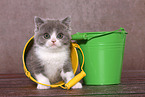 sitting British Shorthair Kitten