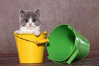 British Shorthair Kitten Portrait