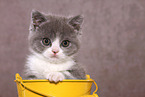 British Shorthair Kitten Portrait