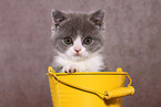 British Shorthair Kitten Portrait