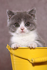 British Shorthair Kitten Portrait