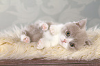 lying British Shorthair Kitten