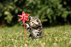 British Shorthair Kitten