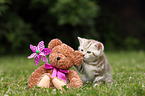 British Shorthair Kitten