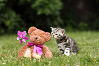 British Shorthair Kitten
