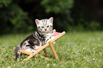 British Shorthair Kitten