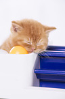 sleeping British Shorthair Kitten