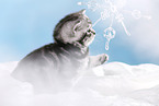 British Shorthair Kitten