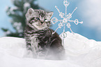 British Shorthair Kitten