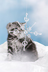 British Shorthair Kitten