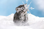 British Shorthair Kitten