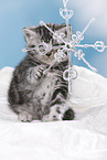 British Shorthair Kitten