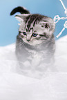 British Shorthair Kitten