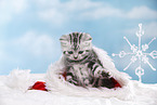British Shorthair Kitten