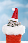 British Shorthair Kitten
